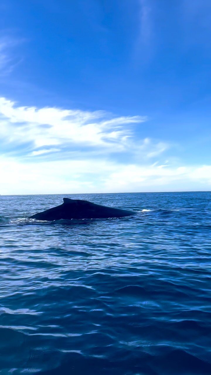 Before arriving in Baja California, I had never seen a whale. Now, I’ve grown accustomed to spotting them from a paddleboard, gliding gracefully right beside me. Yet, every time they come so near, my heart fills with joy. These gentle giants of the ocean have left an unforgettable mark on my soul. #humpbackwhale #whale #bajacalifornia #lafortuna #paddleboarding #wildlife